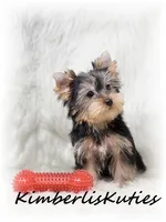 Knox, a male Yorkshire Terrier for sale in Lipan, TX – Photo 2 of 3