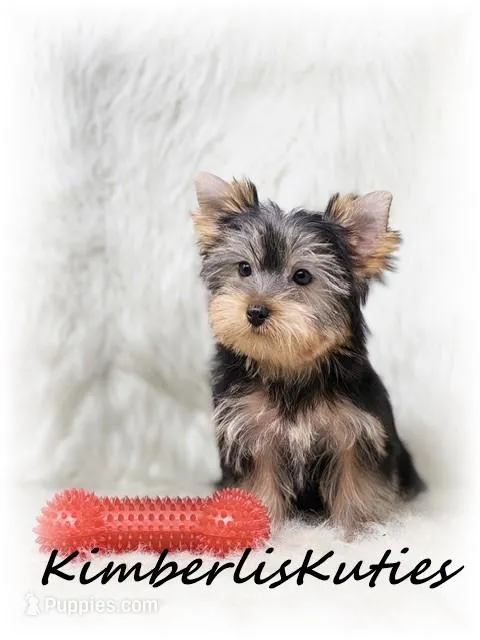 Knox – Yorkshire Terrier puppy for sale in Lipan, TX