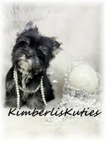 Blakely, a female Yorkshire Terrier for sale in Lipan, TX – 3 of 3