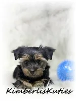Gunner, a male Yorkshire Terrier for sale in Lipan, TX – 1 of 3