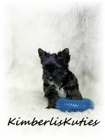 Beau, a male Yorkshire Terrier for sale in Lipan, TX – 2 of 5