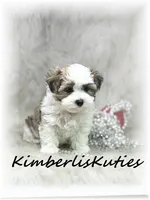 Nikki, a female Morkie for sale in Lipan, TX – 2 of 5