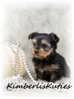 Blakely, a female Yorkshire Terrier for sale in Lipan, TX – Photo 3 of 3