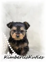 Blakely, a female Yorkshire Terrier for sale in Lipan, TX – Photo 1 of 3
