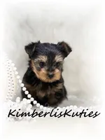 Blakely, a female Yorkshire Terrier for sale in Lipan, TX – Photo 2 of 3