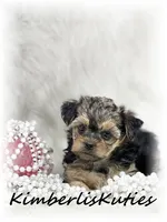 Mai, a female Yorkipoo for sale in Lipan, TX – 2 of 5