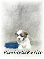 Nemo, a male Morkie for sale in Lipan, TX – 3 of 6