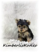 Khloe, a female Yorkshire Terrier for sale in Lipan, TX – 3 of 6