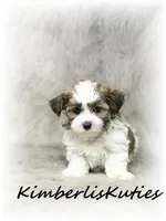 Nitro, a male Morkie for sale in Lipan, TX – 4 of 4