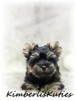 Blair, a female Yorkshire Terrier for sale in Lipan, TX – 4 of 4