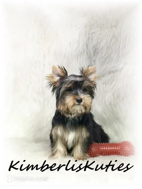 Spence – Yorkshire Terrier puppy for sale in Lipan, TX