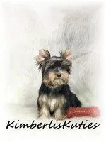 Spence, a male Yorkshire Terrier for sale in Lipan, TX – 1 of 3