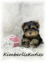 Bailey, a female Yorkshire Terrier for sale in Lipan, TX – 4 of 4
