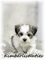 Phoebe, a female Morkie for sale in Lipan, TX – 2 of 3