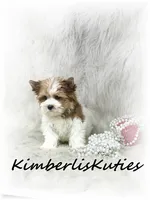 Skyler, a female Yorkshire Terrier for sale in Lipan, TX – 2 of 3