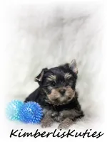 Toby, a male Yorkshire Terrier for sale in Lipan, TX – 2 of 5