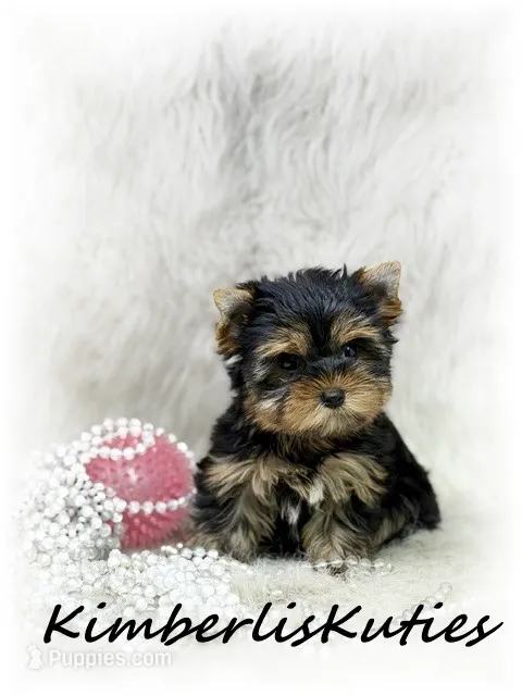 Bailey – Yorkshire Terrier puppy for sale in Lipan, TX