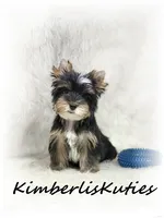 Sloane, a male Yorkshire Terrier for sale in Lipan, TX – 2 of 4