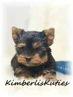 Gavin, a male Yorkshire Terrier for sale in Lipan, TX – Photo 1 of 3