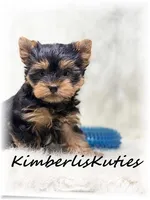 Gavin, a male Yorkshire Terrier for sale in Lipan, TX – Photo 3 of 3