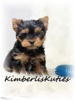 Gavin, a male Yorkshire Terrier for sale in Lipan, TX – Photo 2 of 3