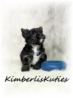 Beau, a male Yorkshire Terrier for sale in Lipan, TX – 3 of 5