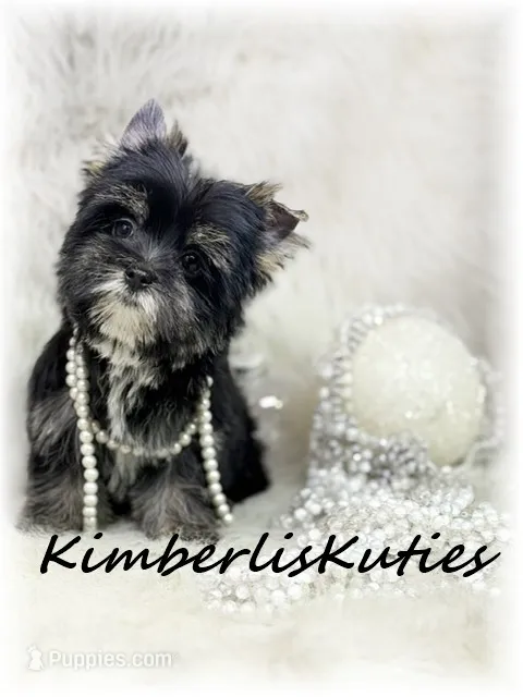 Blakely – Yorkshire Terrier puppy for sale in Lipan, TX