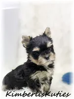 Stone, a male Yorkshire Terrier for sale in Lipan, TX – 2 of 4