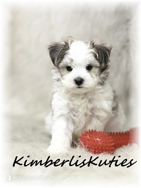 Paxton – Morkie puppy for sale in Lipan, TX