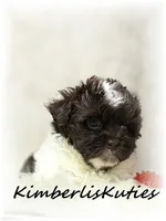 Tebow, a male Maltipoo for sale in Lipan, TX – 4 of 5