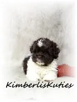Tebow, a male Maltipoo for sale in Lipan, TX – 2 of 5