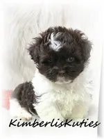 Tebow, a male Maltipoo for sale in Lipan, TX – 1 of 5