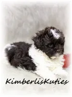 Tebow, a male Maltipoo for sale in Lipan, TX – 3 of 5