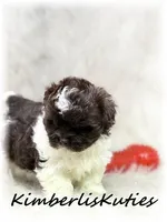 Tebow, a male Maltipoo for sale in Lipan, TX – 5 of 5