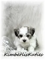 Phoebe, a female Morkie for sale in Lipan, TX – 3 of 3