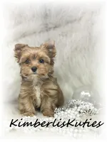 Remi, a female Yorkshire Terrier for sale in Lipan, TX – 4 of 5