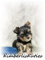 Spence, a male Yorkshire Terrier for sale in Lipan, TX – 3 of 4