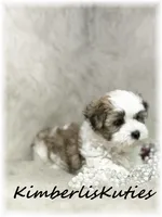 Nikki, a female Morkie for sale in Lipan, TX – 4 of 5
