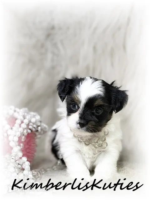 Blair – Yorkipoo puppy for sale in Lipan, TX