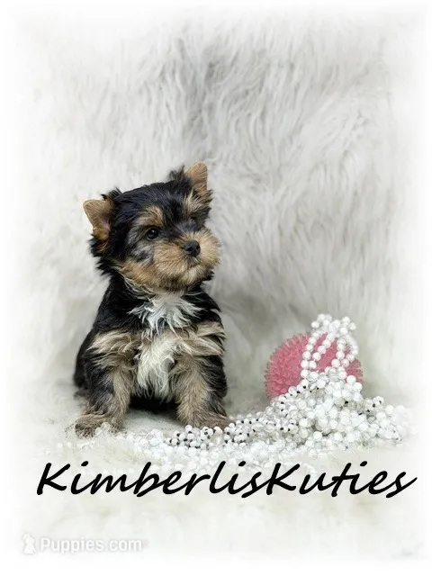 Blakley – Yorkshire Terrier puppy for sale in Lipan, TX
