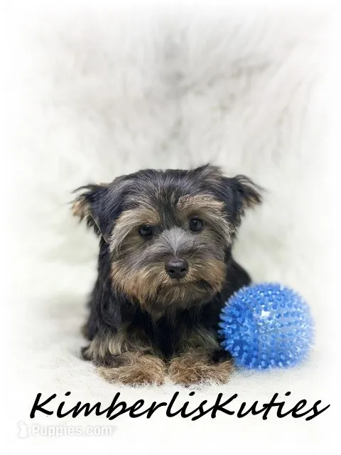 Gunner – Yorkshire Terrier puppy for sale in Lipan, TX