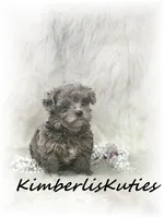 Wave, a female Yorkipoo for sale in Lipan, TX – 5 of 5