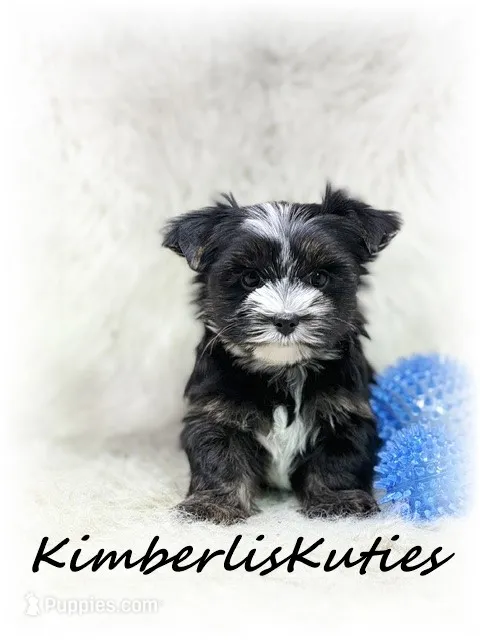 Memphis, a male Yorkshire Terrier for sale in Lipan, TX – 1 of 4