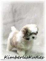 Nemo, a male Morkie for sale in Lipan, TX – 2 of 4