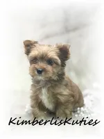 Remi, a female Yorkshire Terrier for sale in Lipan, TX – 5 of 5