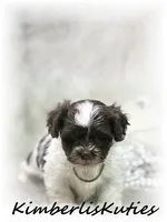 Gidget, a female Maltipoo for sale in Lipan, TX – 4 of 5