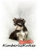 Seth, a male Yorkshire Terrier for sale in Lipan, TX – 2 of 4