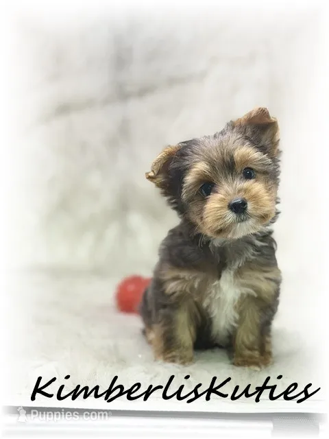 Ruger – Yorkshire Terrier puppy for sale in Lipan, TX