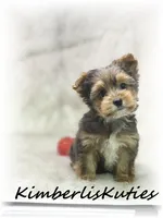 Ruger, a male Yorkshire Terrier for sale in Lipan, TX – 1 of 3