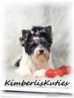 Onyx, a male Yorkshire Terrier for sale in Lipan, TX – 3 of 3